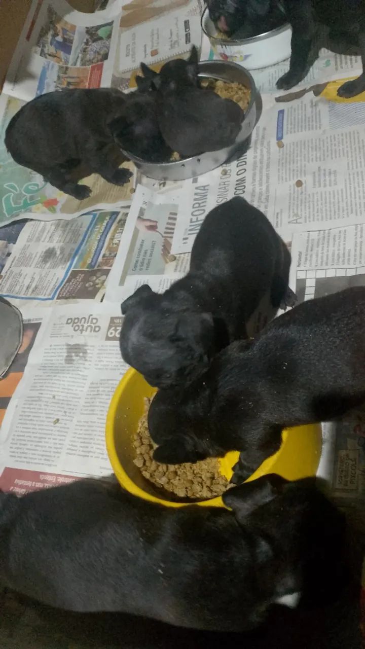 Cachorros 