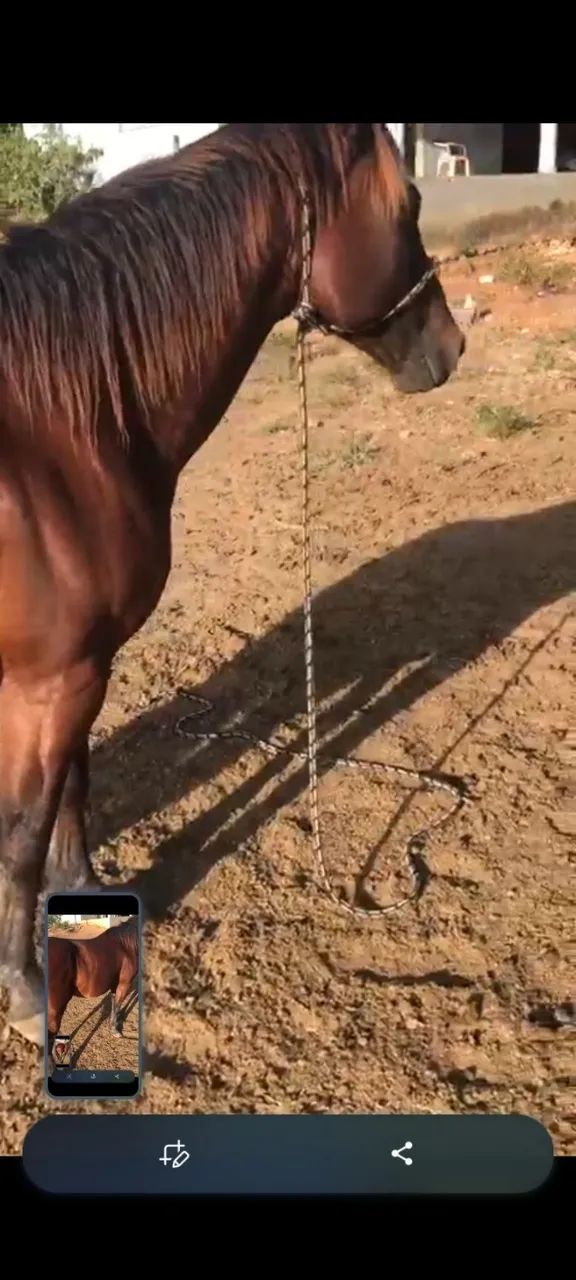 Cavalo quarto de milha domado - Foto 5