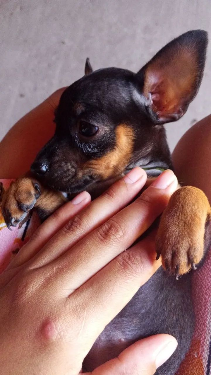 Pincher macho disponíveis  - Foto 3