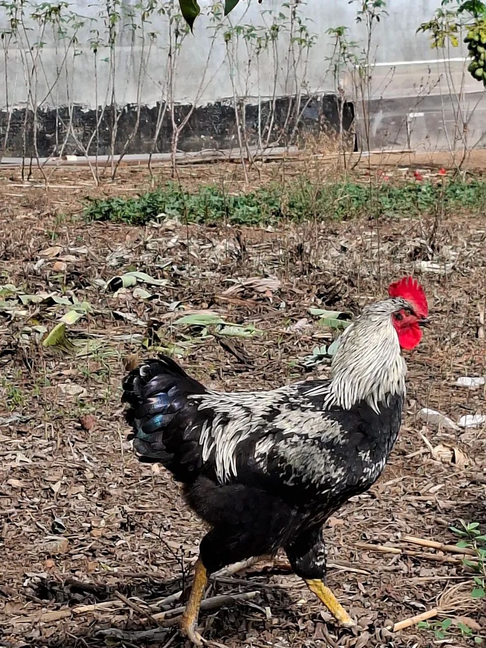 Frango caipira com gsb  - Foto 2