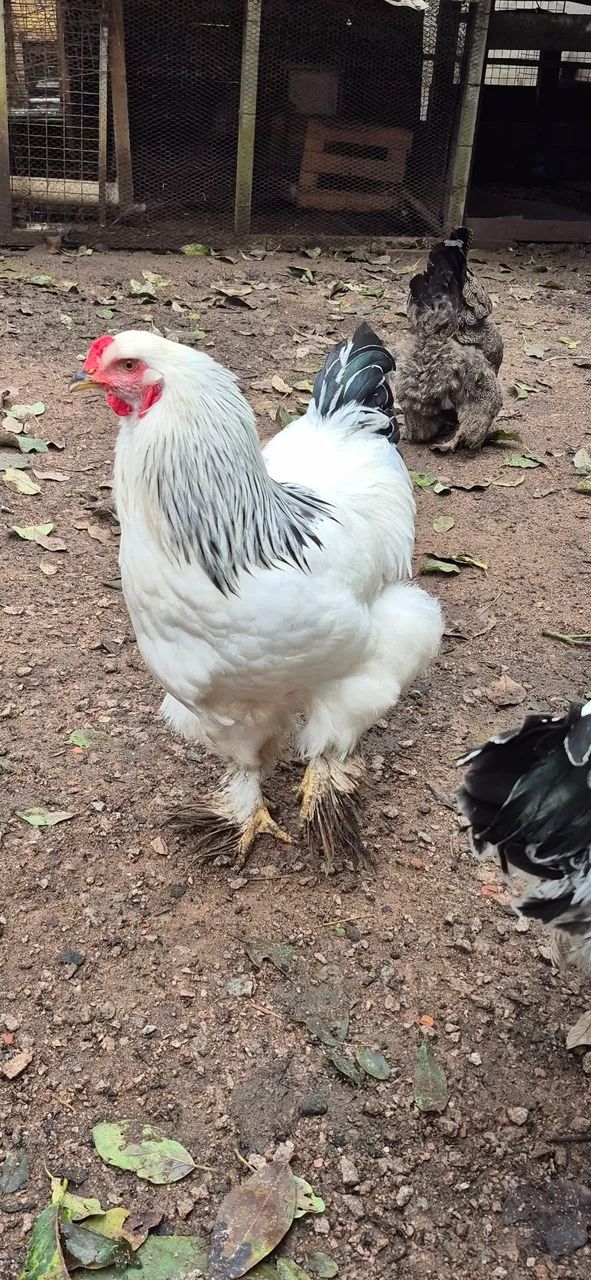 Frango Brahma Light  - Foto 2