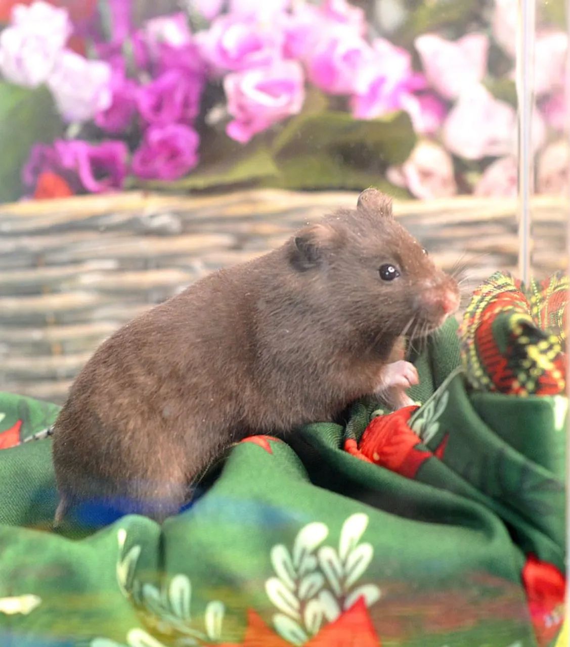 Hamster Sírio/ Hamster anão russo