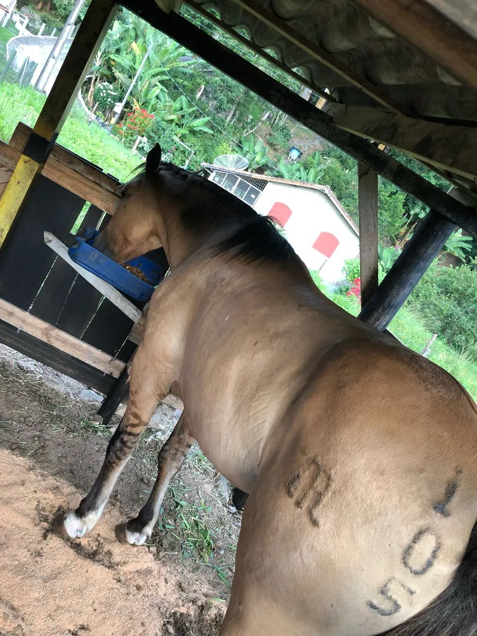Cavalo Crioulo - Foto 4