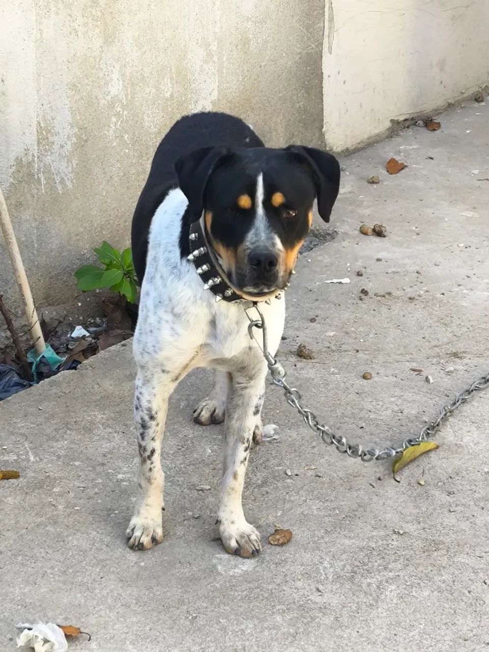 Doa-se Cão Bravo - Foto 3