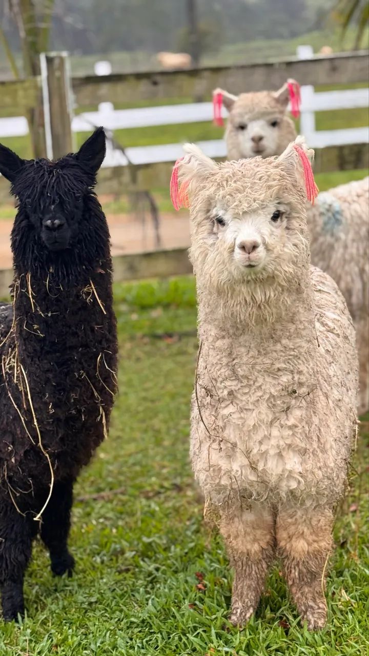 Alpaca peruana  - Foto 3