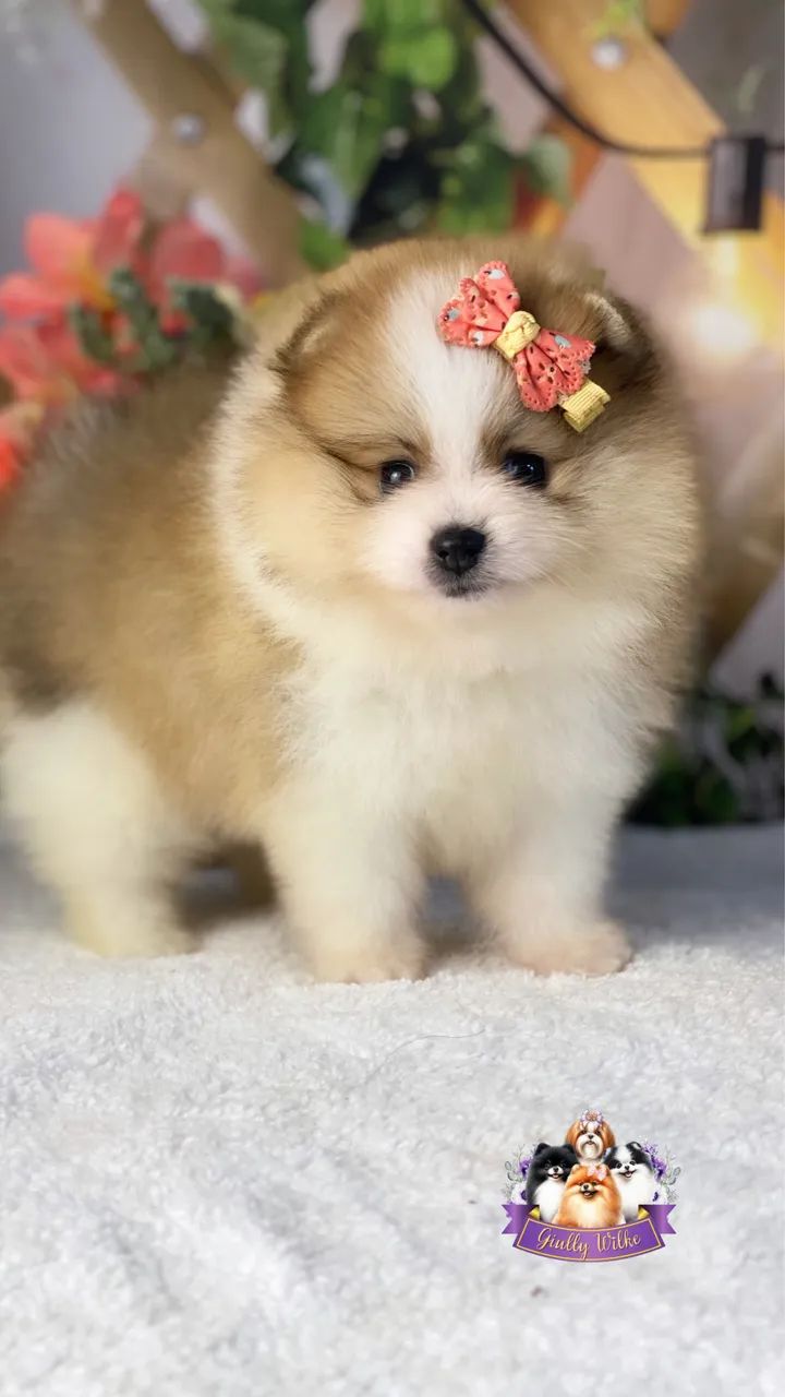 Lindíssimo Spitz alemão  - Foto 2