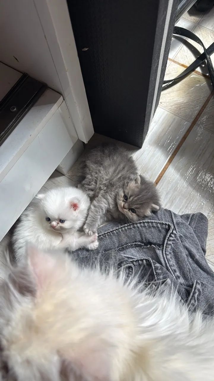Gato persa - Foto 3