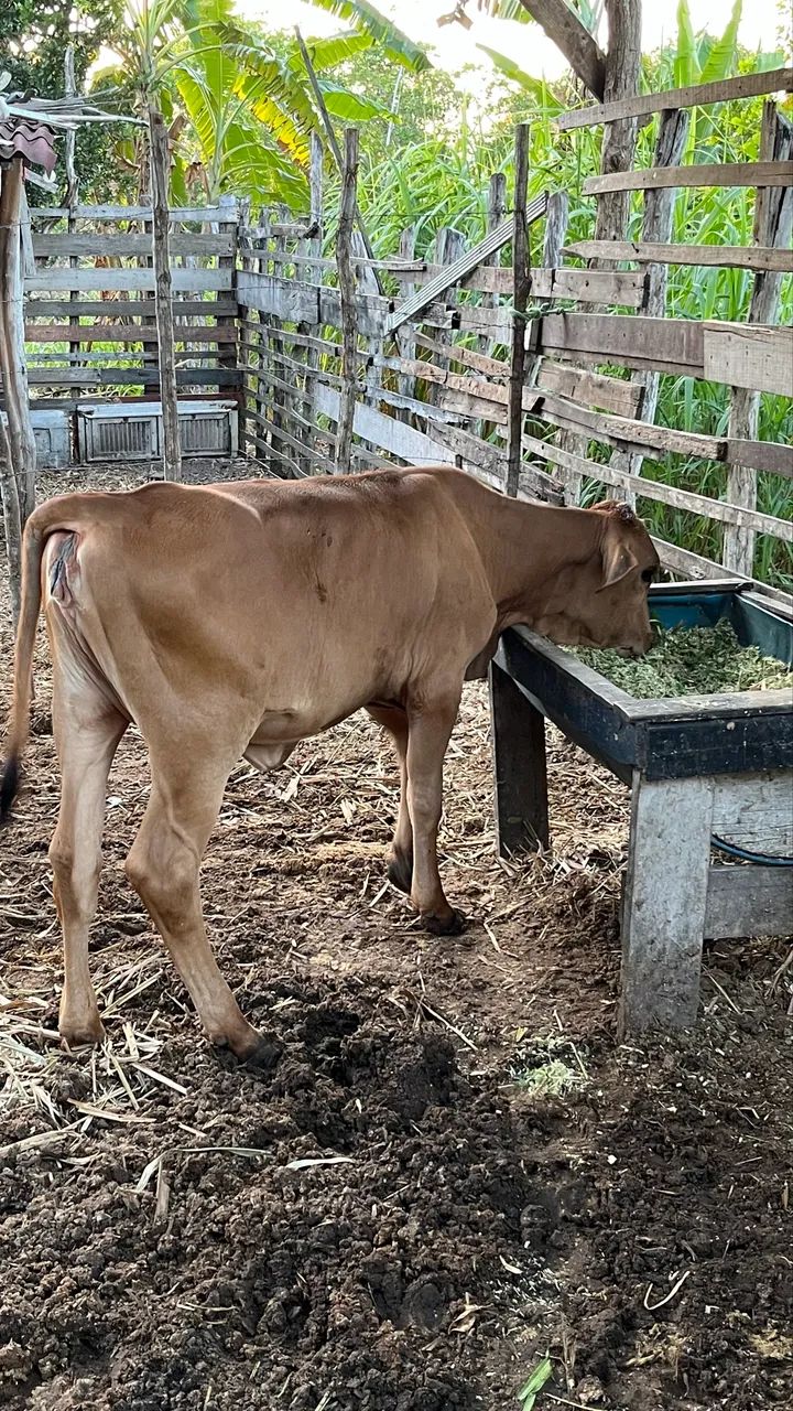 VACA PARIDA  - Foto 4