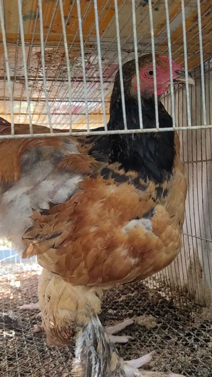 Frango Brahma Buff