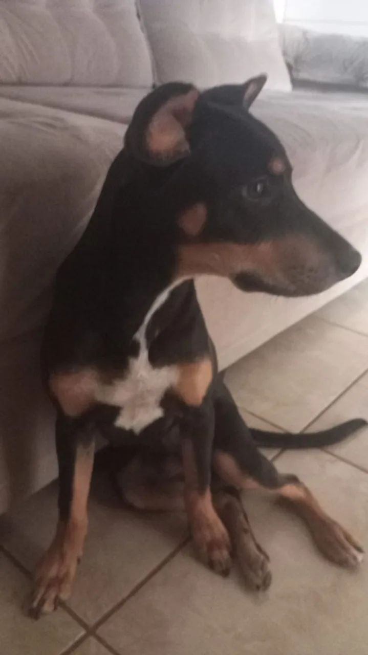 Doação  - Foto 2