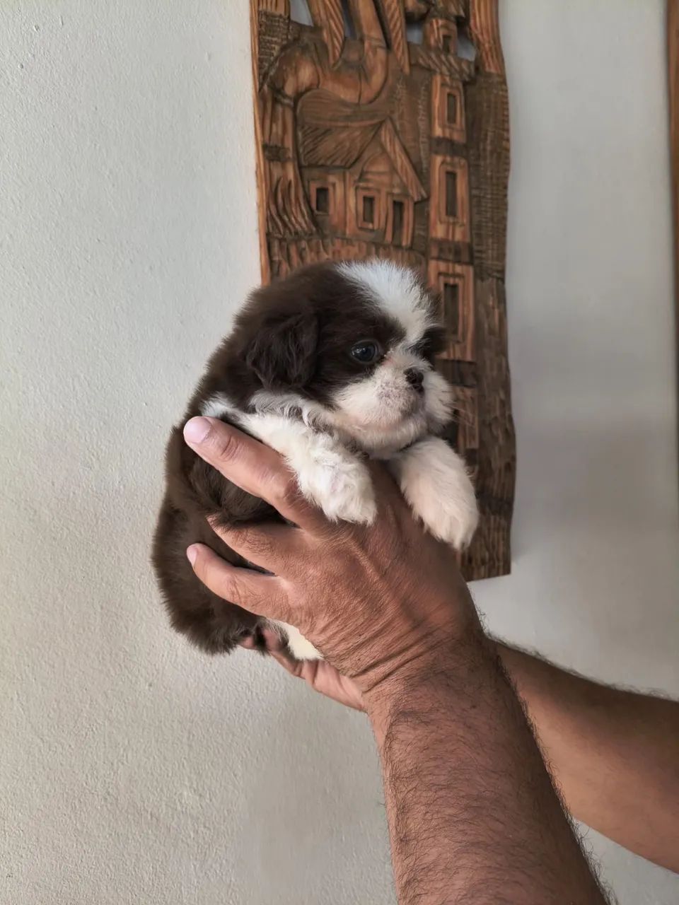Shitzu lindo