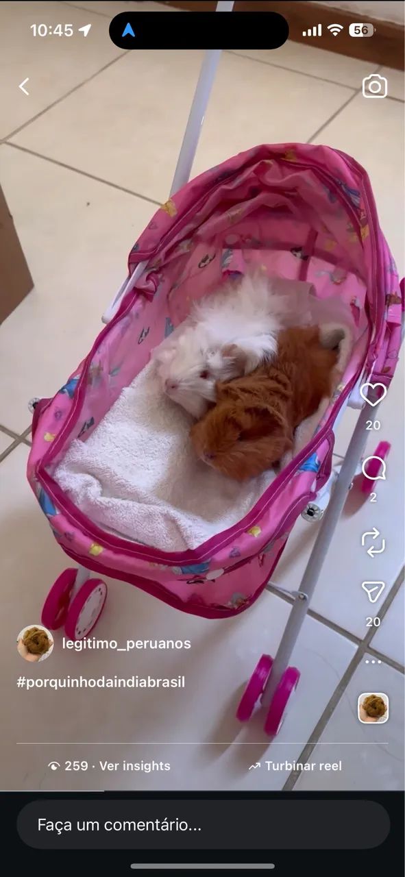 Porquinho da índia  - Foto 2