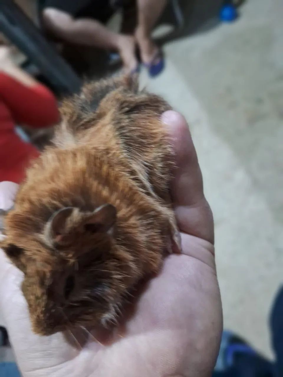 Porquinho da índia  - Foto 2