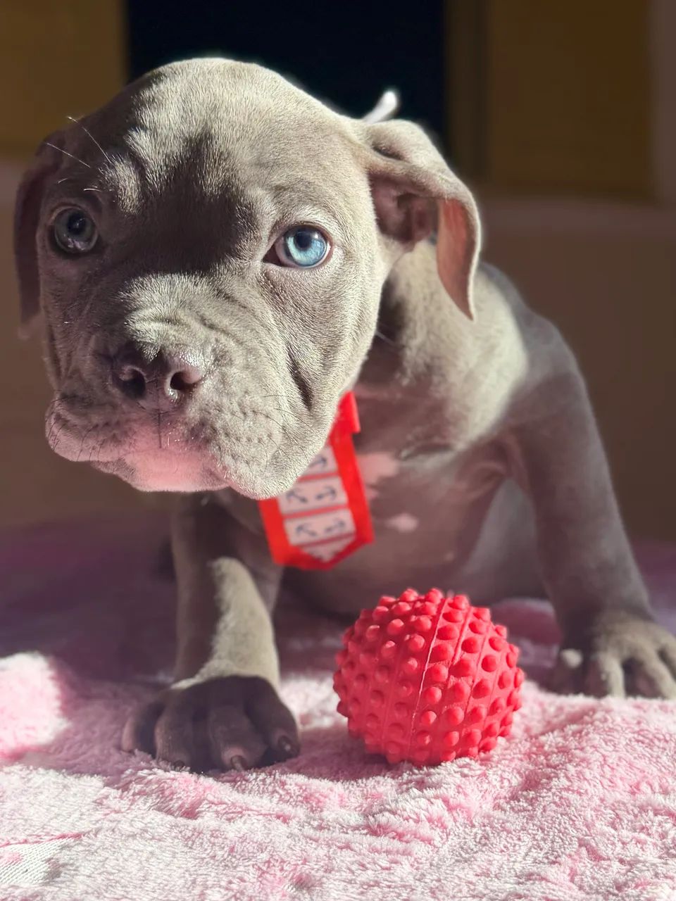 American bully - blue  - Foto 3