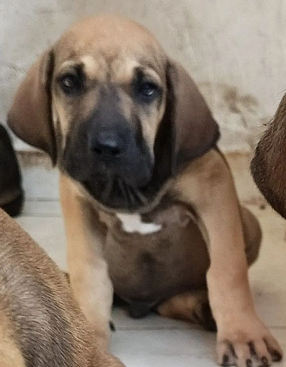 Fila brasileiro  - Foto 2