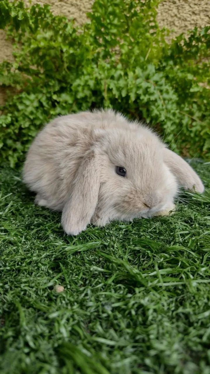 Mini Lop Uruguaio  - Foto 3