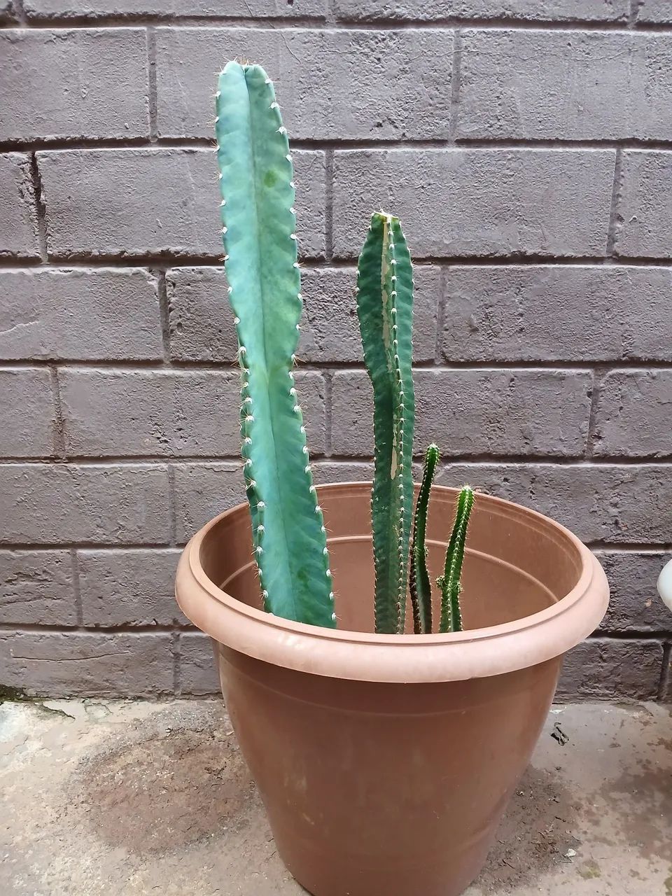 Vaso cactos