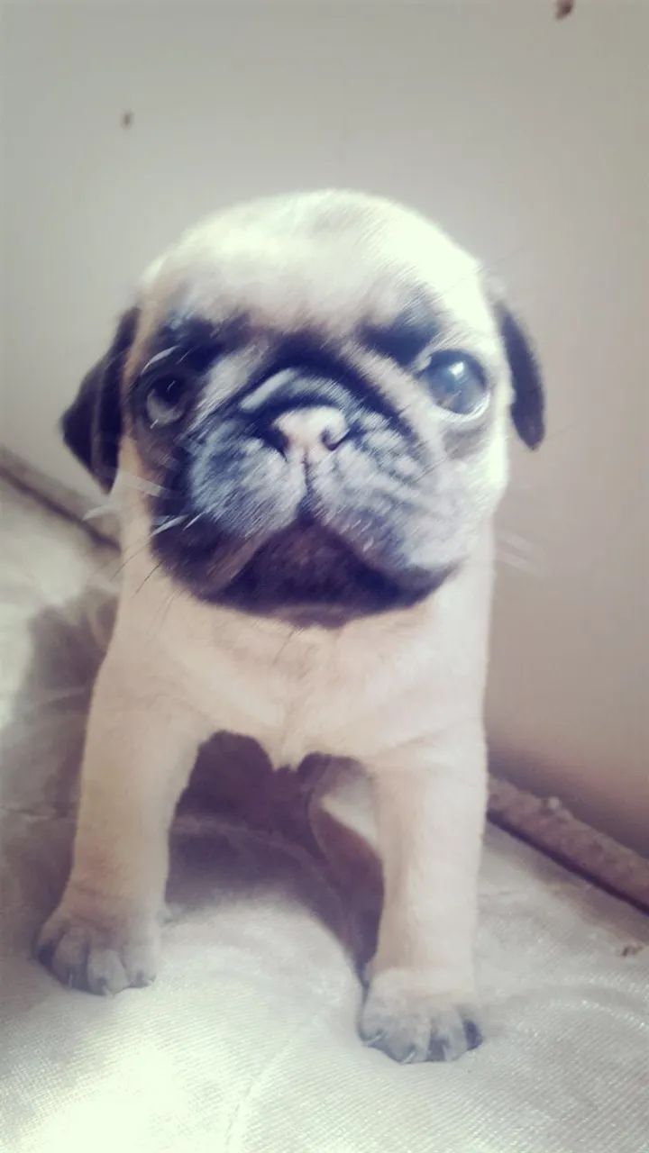Pug Saudável e Bem-Cuidado ? Conheça de Perto em Nossa Loja