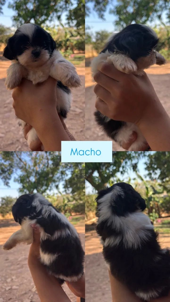 Filhotes shihtzu  - Foto 3