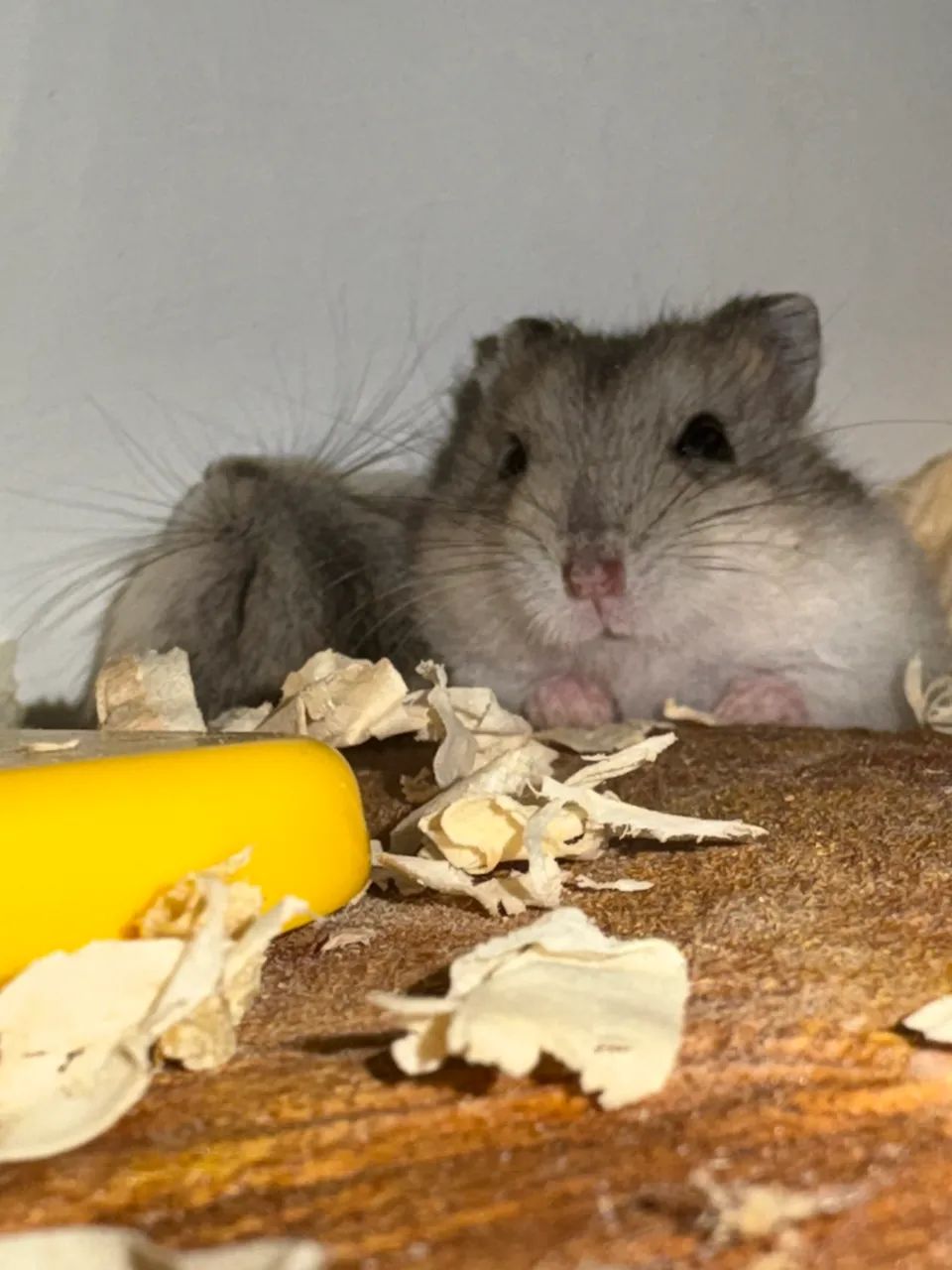 Hamster anão russo 