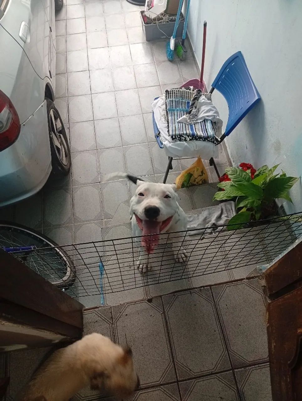 Adoção pit bull  - Foto 3