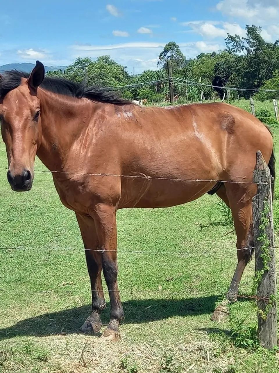 Cavalo  - Foto 2