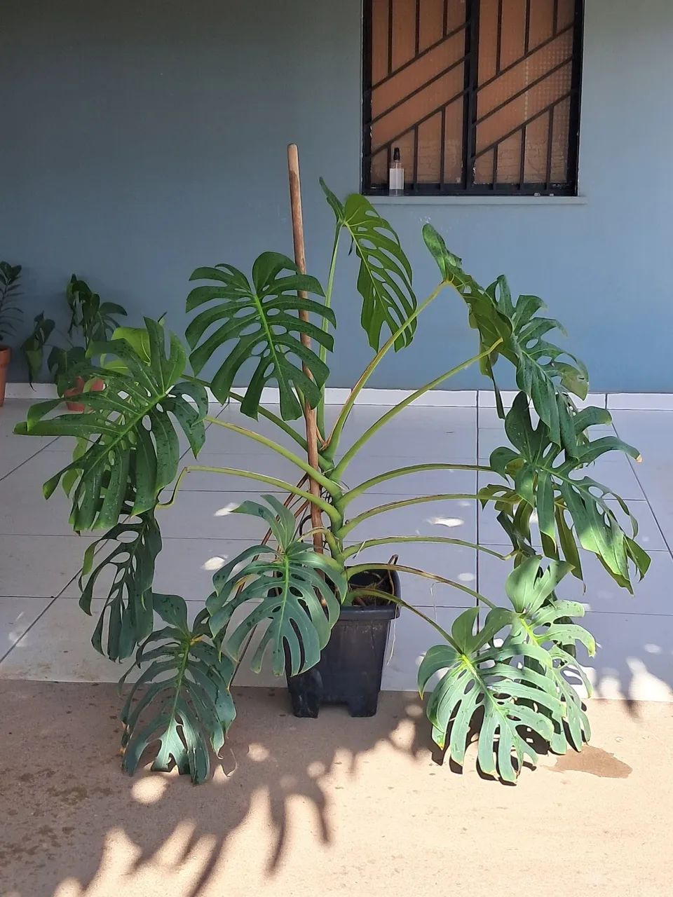 Planta  - Foto 2