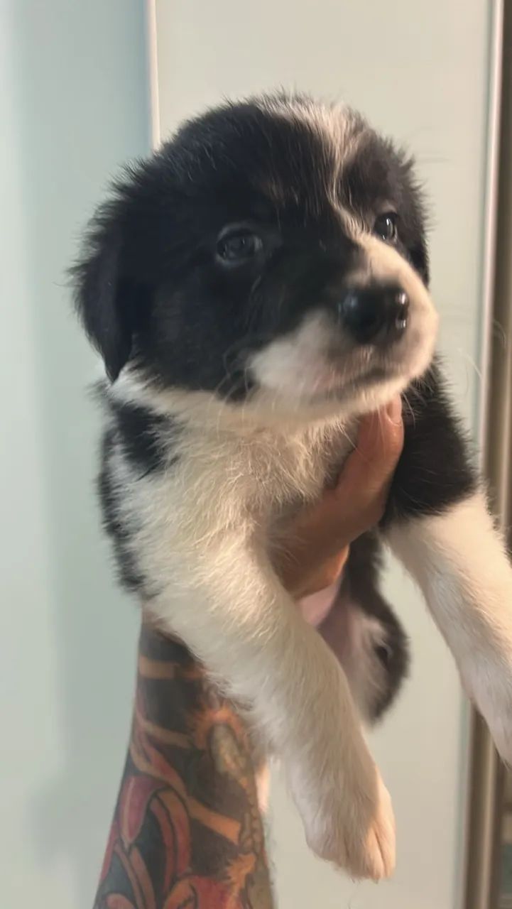 Border collie puro 