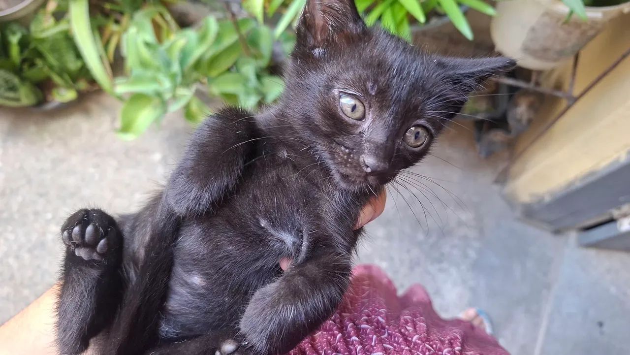 Doação gatinho - Foto 4