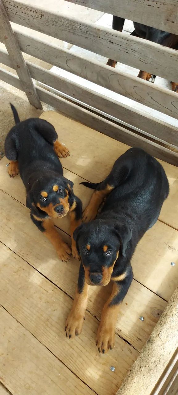FILHOTES ROTTWWEILER - Foto 2