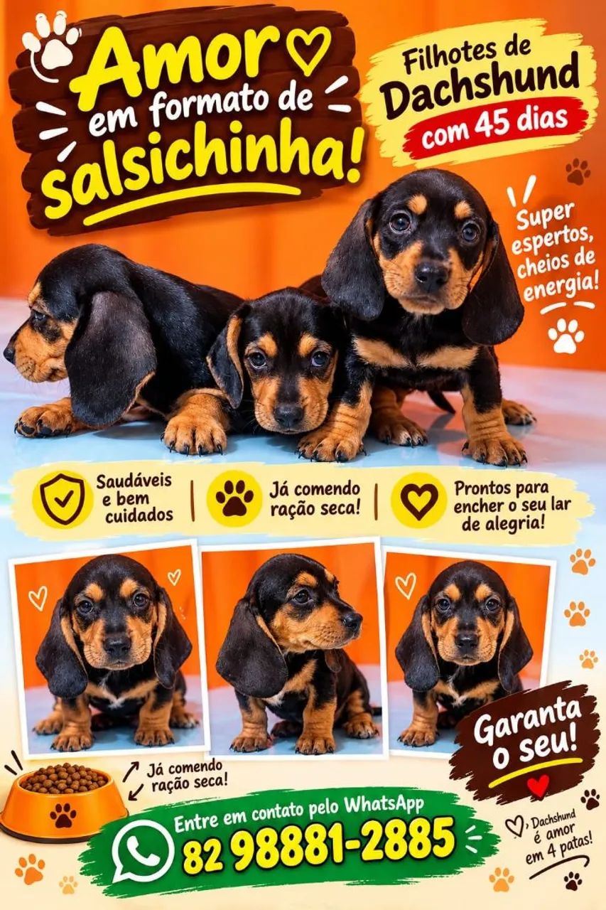 Filhotes salsicha pedigree 