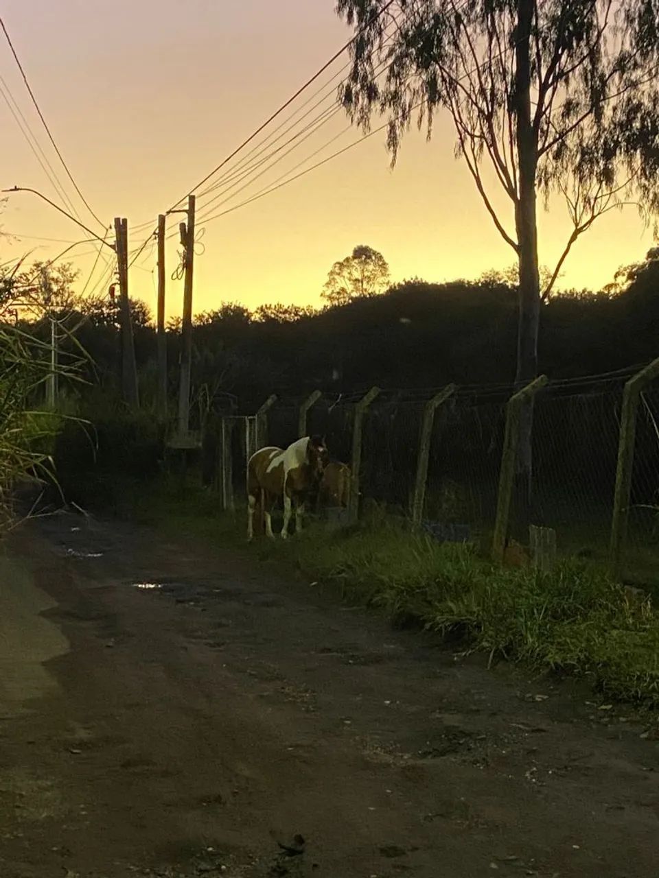 Vendo égua pampa marchadeira muito mansa porém ligeira de cela cerca de 10 a 11 anos  - Foto 2