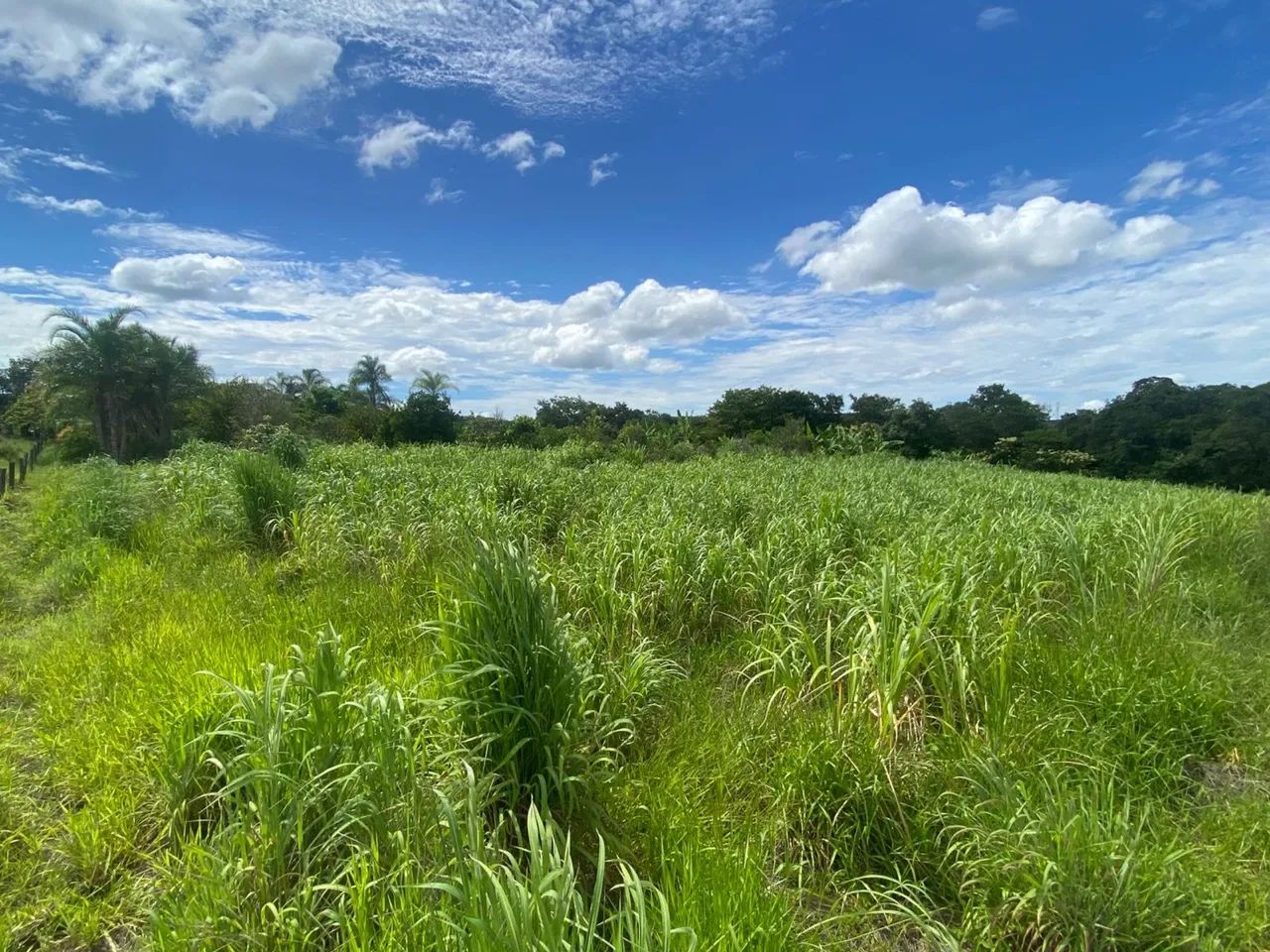 Fazenda 48 hectares  - Foto 5