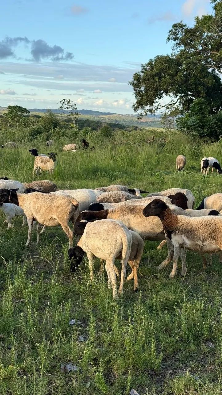 VENDA DE OVELHAS - Foto 2
