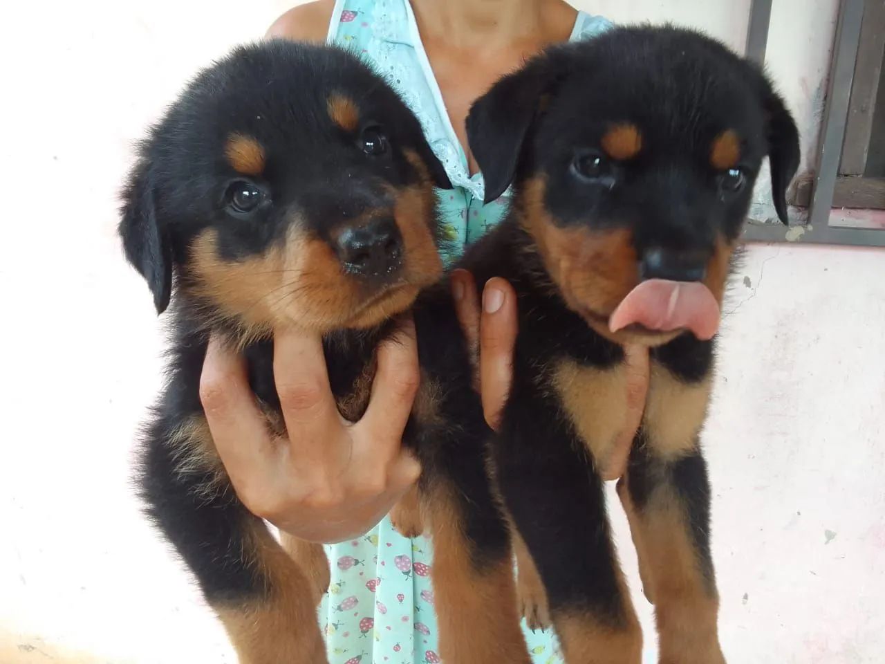 Rottweiler puro zap * - Foto 2