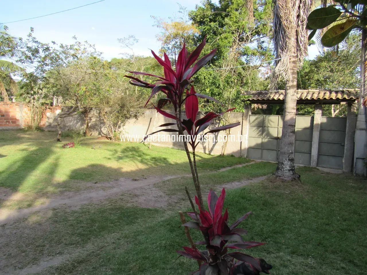 Chácara Plana, Murada e C/ Muitas Frutíferas - Preço de Oportunidade - Foto 5