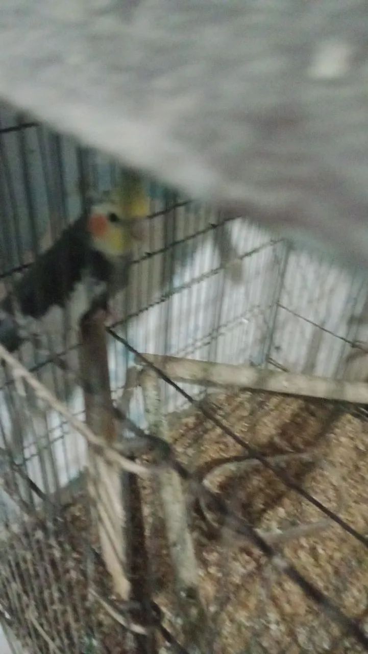 Gaiola simple - Foto 2