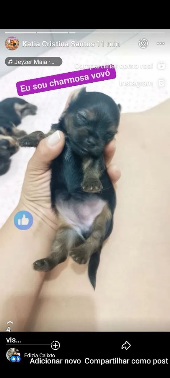 Yorkshire terrier - Foto 3