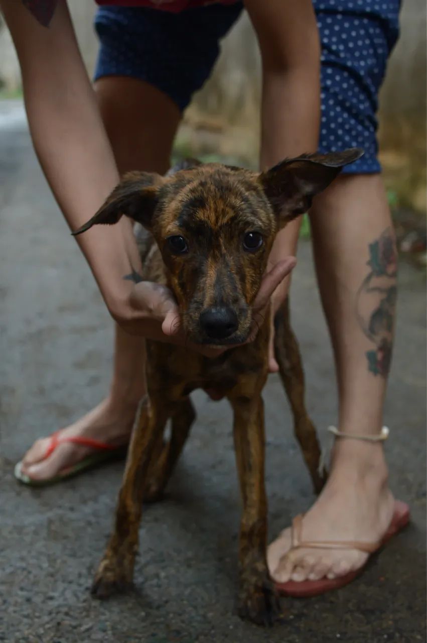 Cadela para adoção RESPONSÁVEL - Foto 3