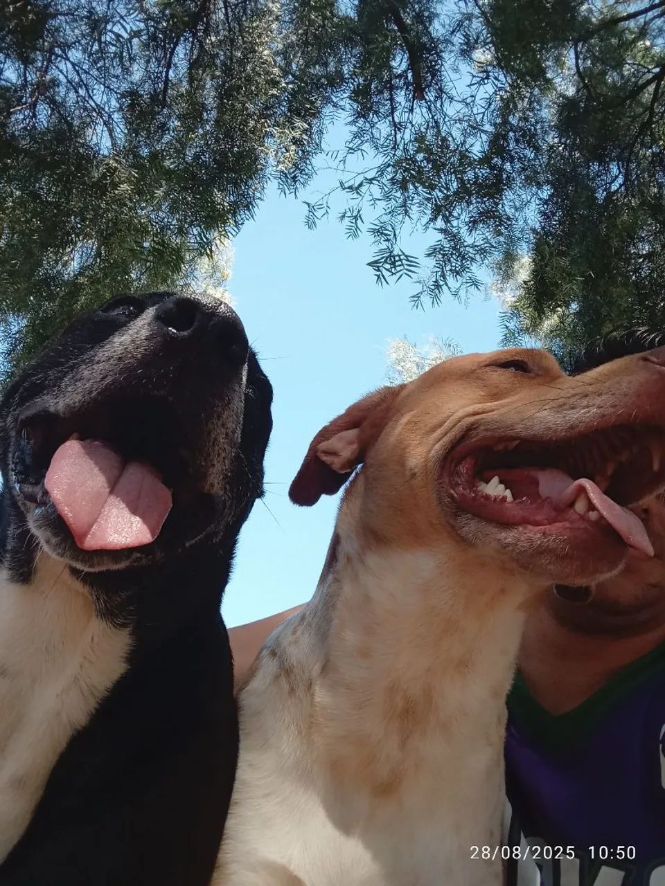 Passeador de cães  - Foto 3