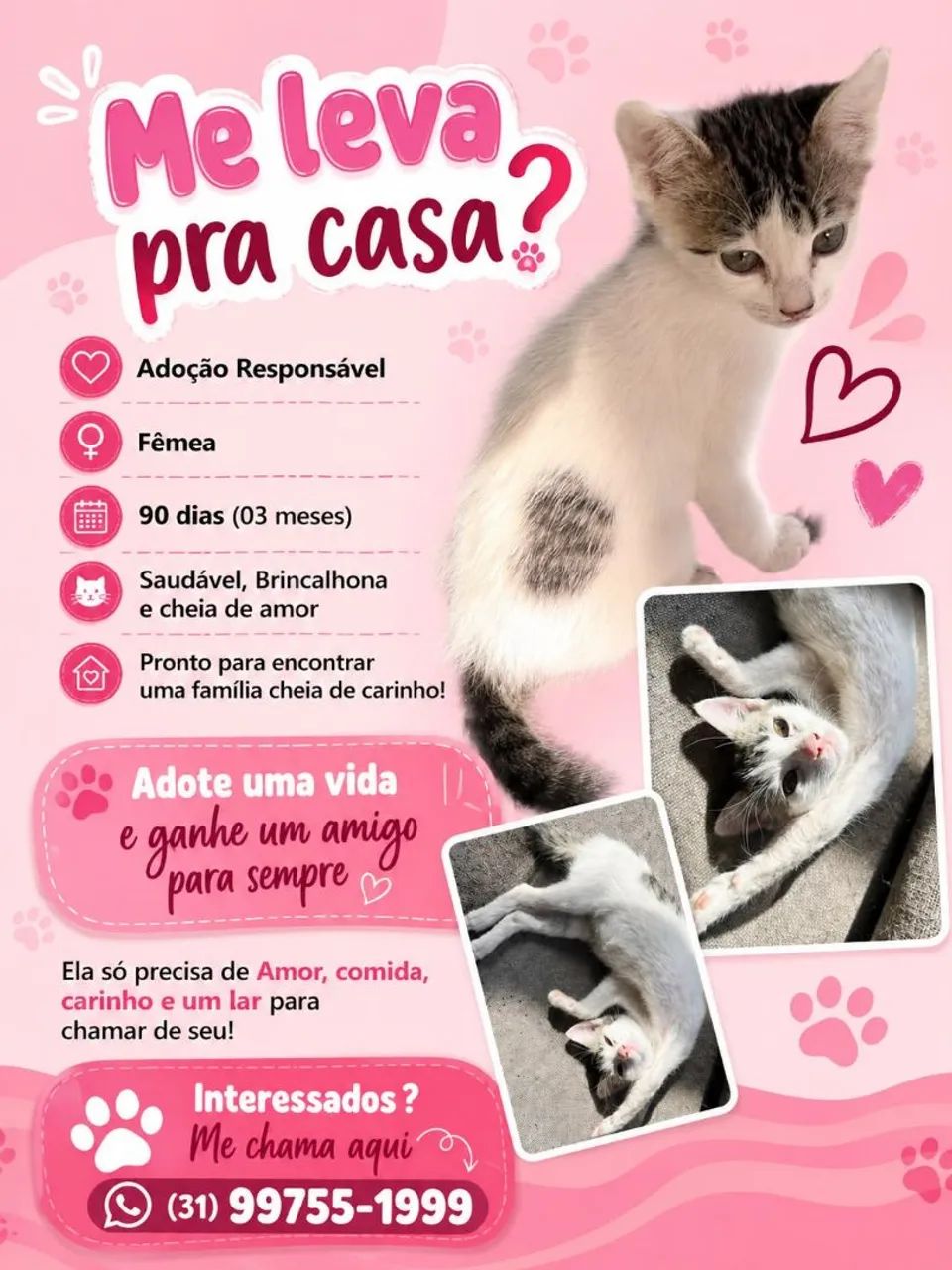 Filhotes de gato para adoção  - Foto 2