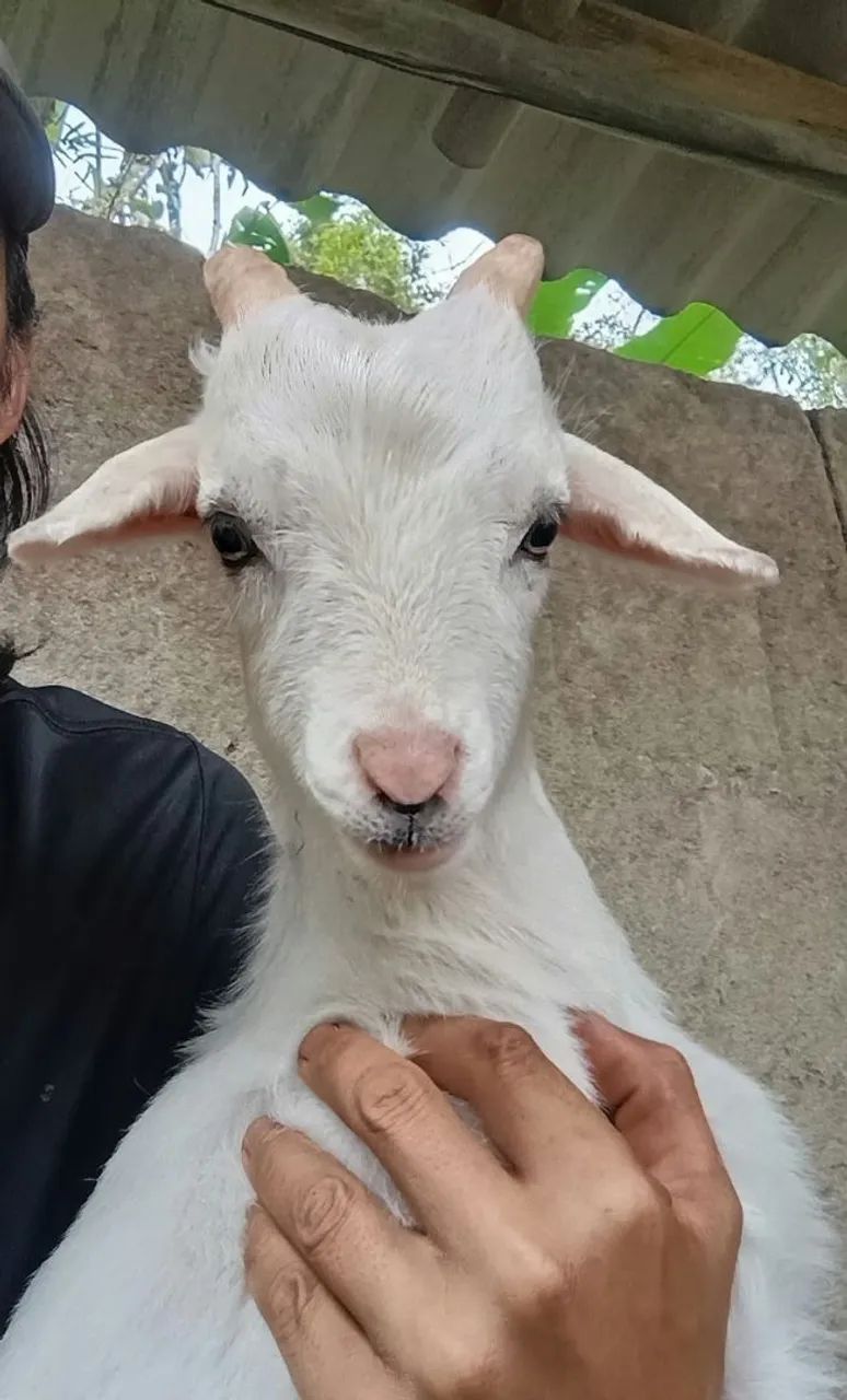 Mini cabra - Foto 3