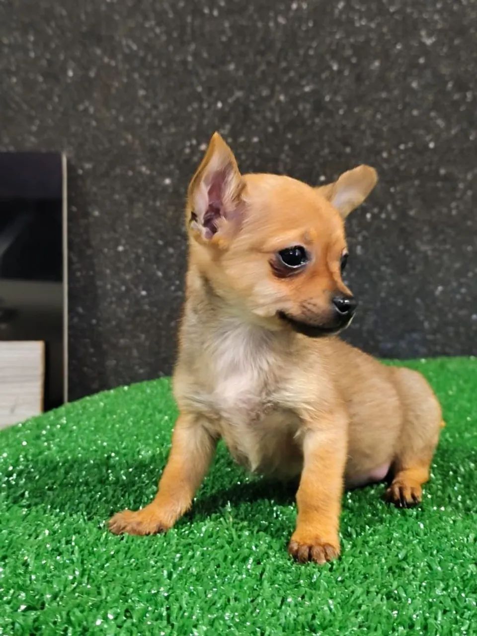 Pinscher Macho 