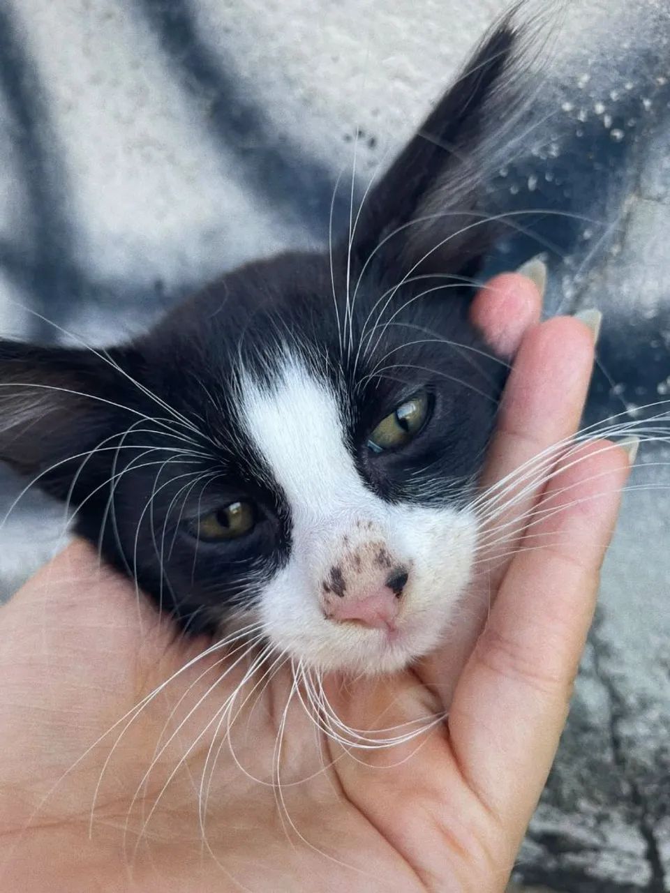 Adoção de gatinhos 