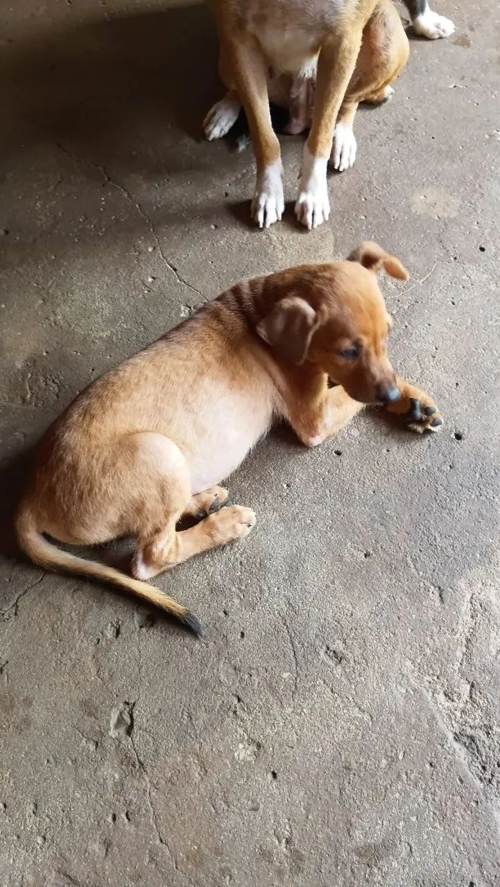 Animal para doação - Foto 3