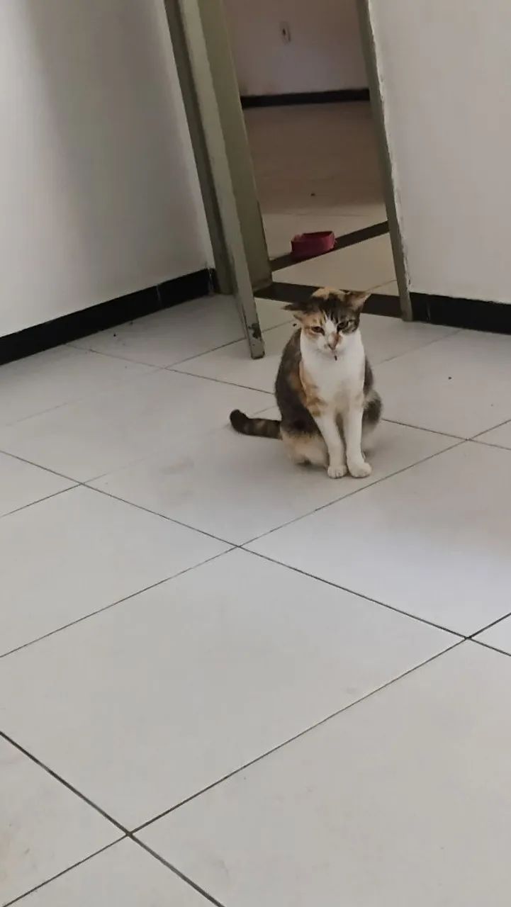 Gata castrada mansinha