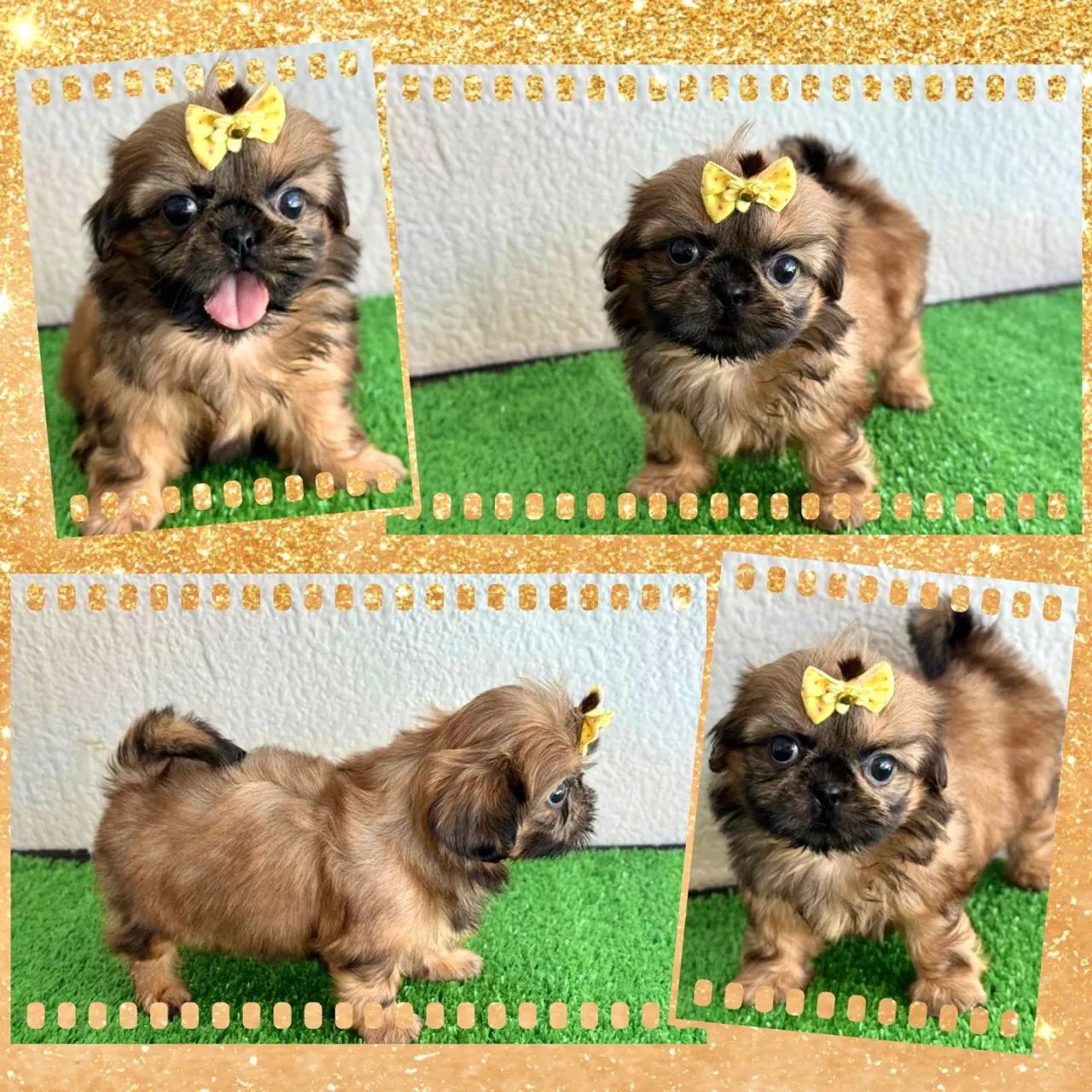 Shihtzu feminhas e machinhos !!! - Foto 2