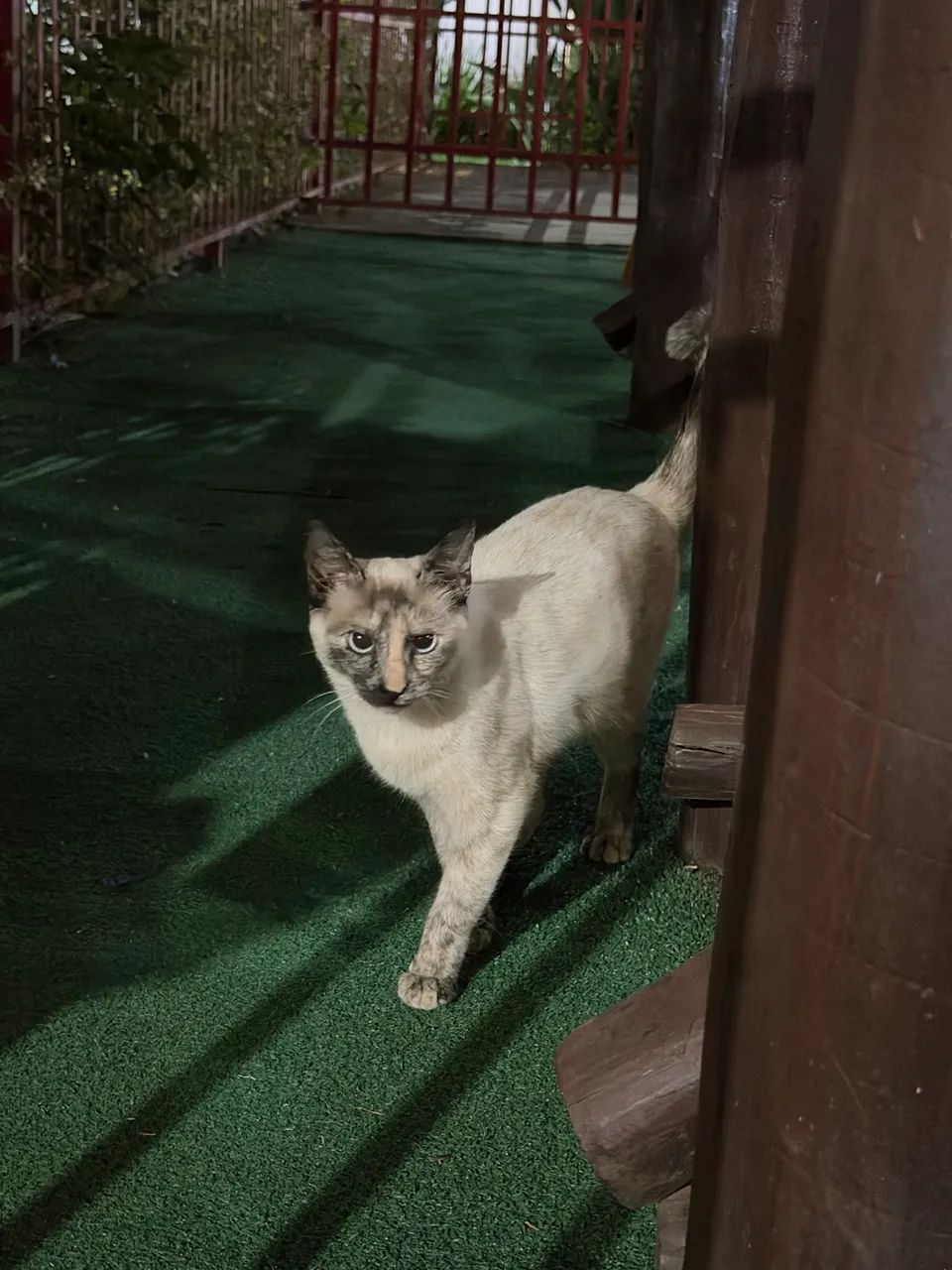 Gato