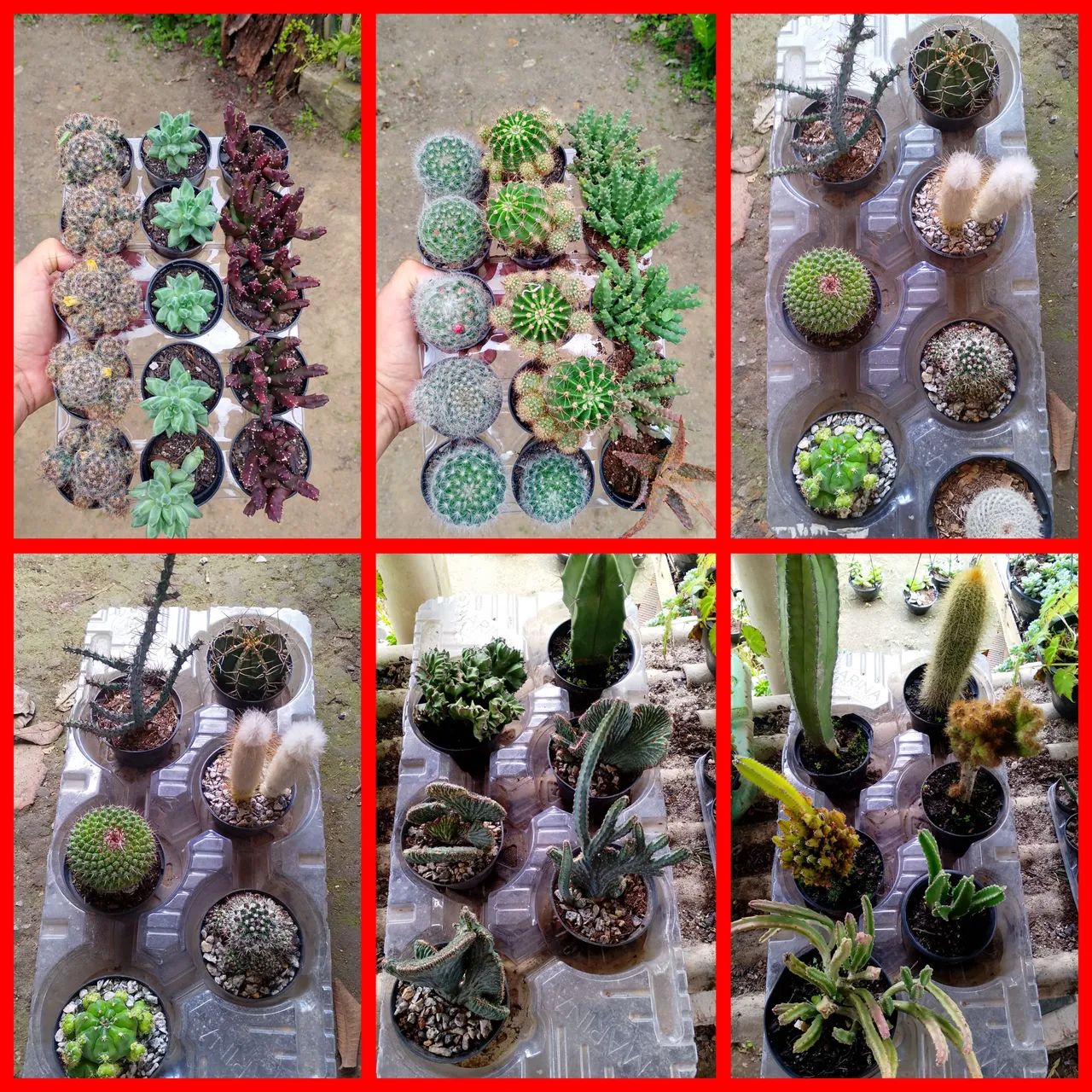 cactos  - Foto 2