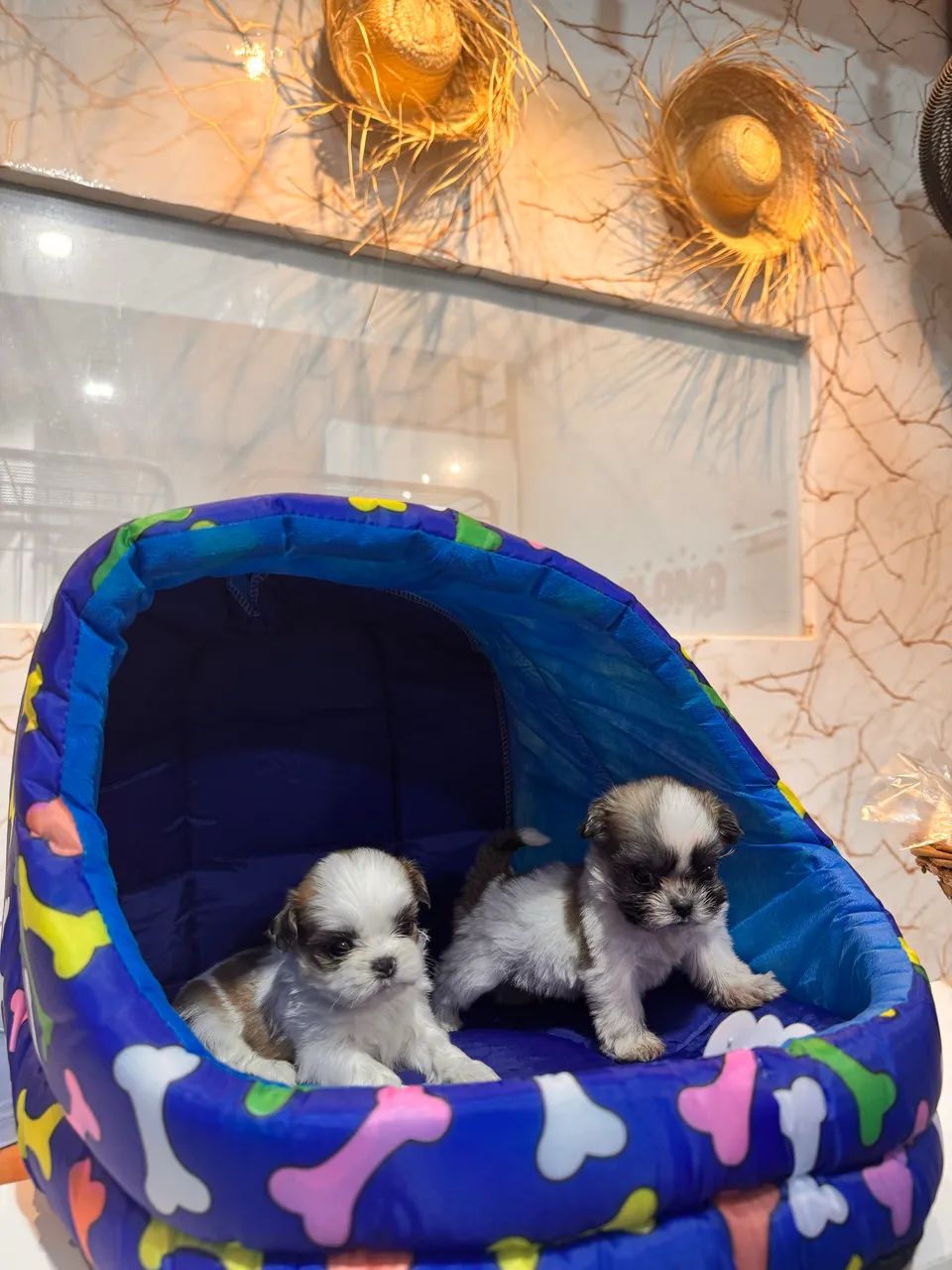 shih tzu - Foto 5